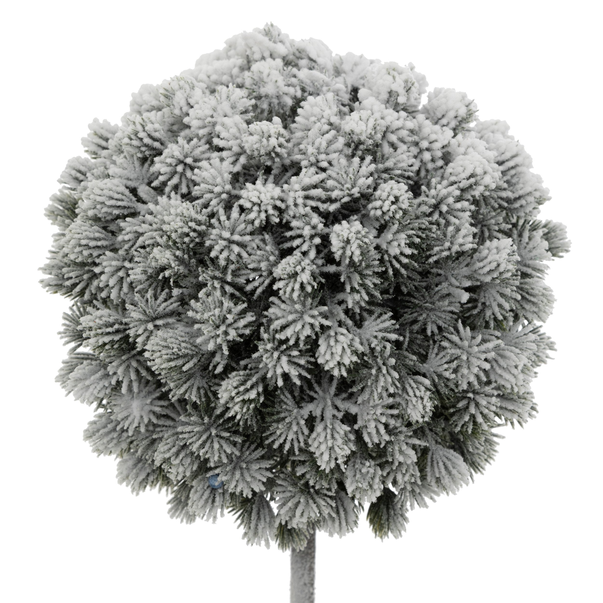 Cimisir inzapezit, H 35 cm | Atmosphera