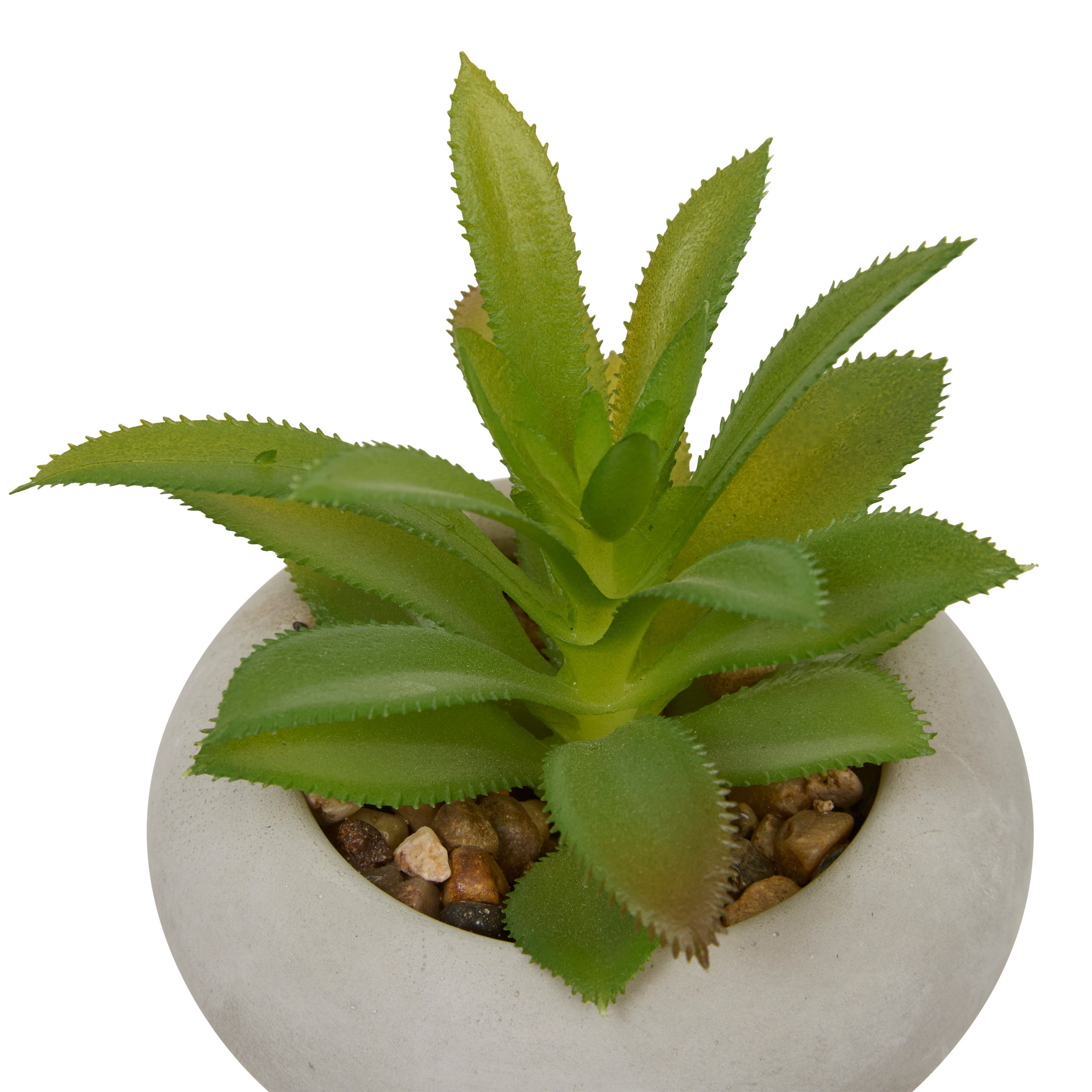 Floare decorativa, suculenta ghiveci cem stefi H15 cm cutie - Atmosphera