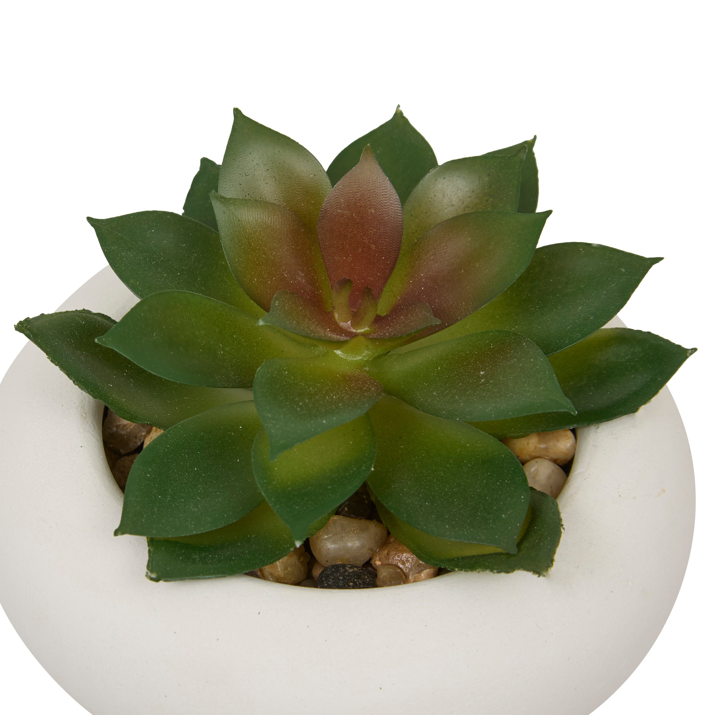 Floare decorativa, suculenta ghiveci cem stefi H15 cm cutie - Atmosphera
