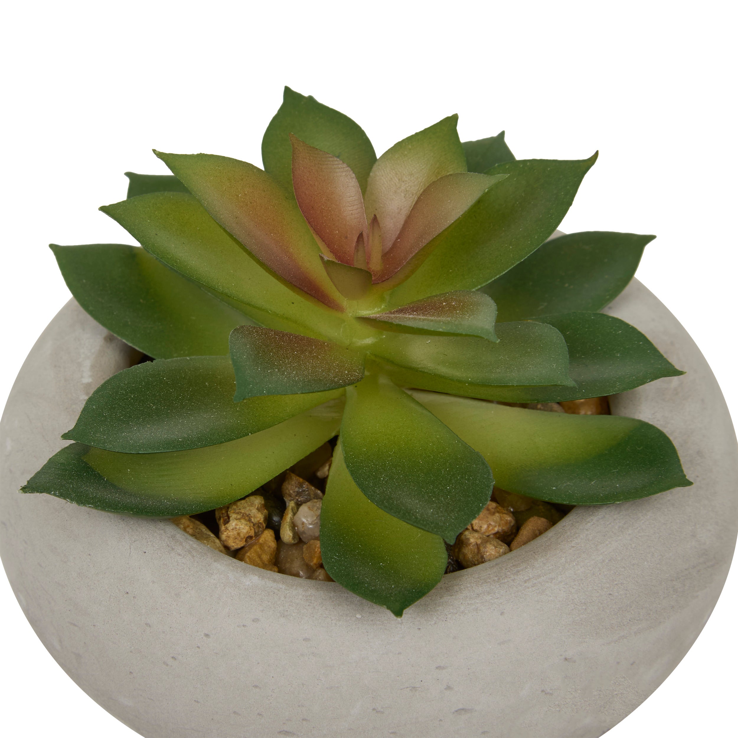 Floare decorativa, suculenta ghiveci cem stefi H15 cm cutie - Atmosphera