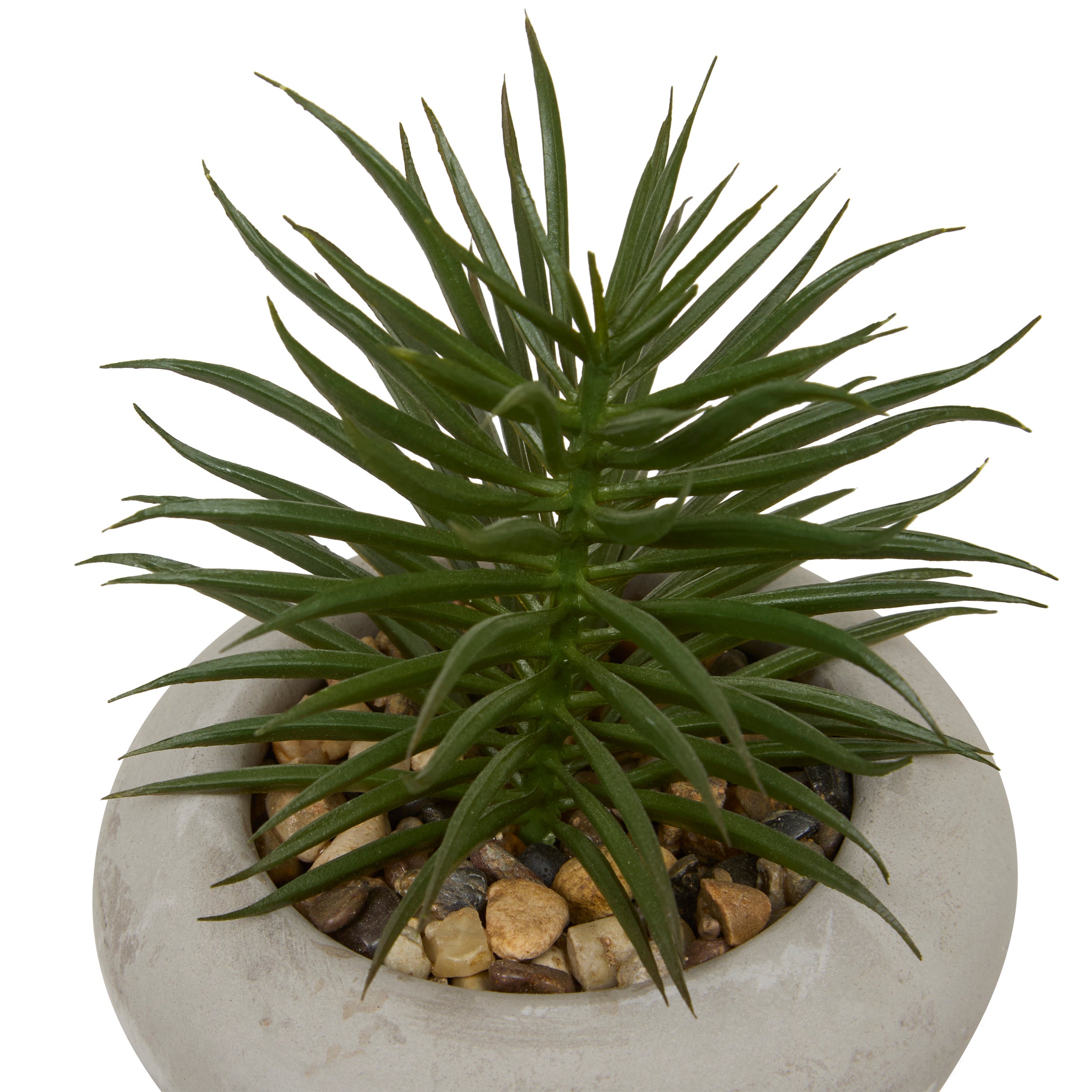 Floare decorativa, suculenta ghiveci cem stefi H15 cm cutie - Atmosphera