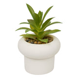 Floare decorativa, suculenta ghiveci cem stefi H15 cm cutie - Atmosphera