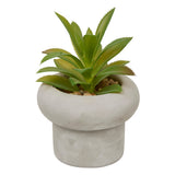 Floare decorativa, suculenta ghiveci cem stefi H15 cm cutie - Atmosphera