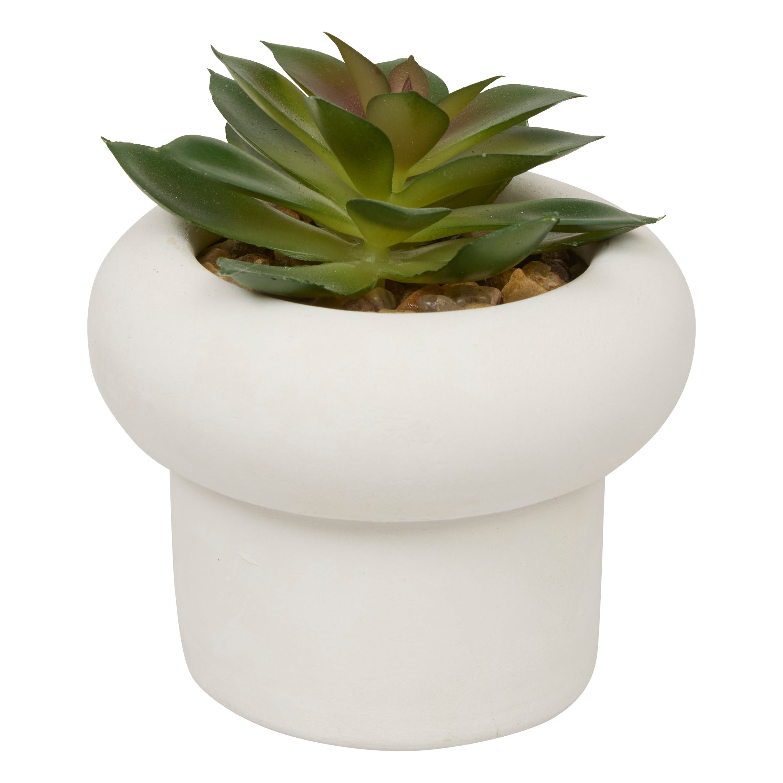 Floare decorativa, suculenta ghiveci cem stefi H15 cm cutie - Atmosphera