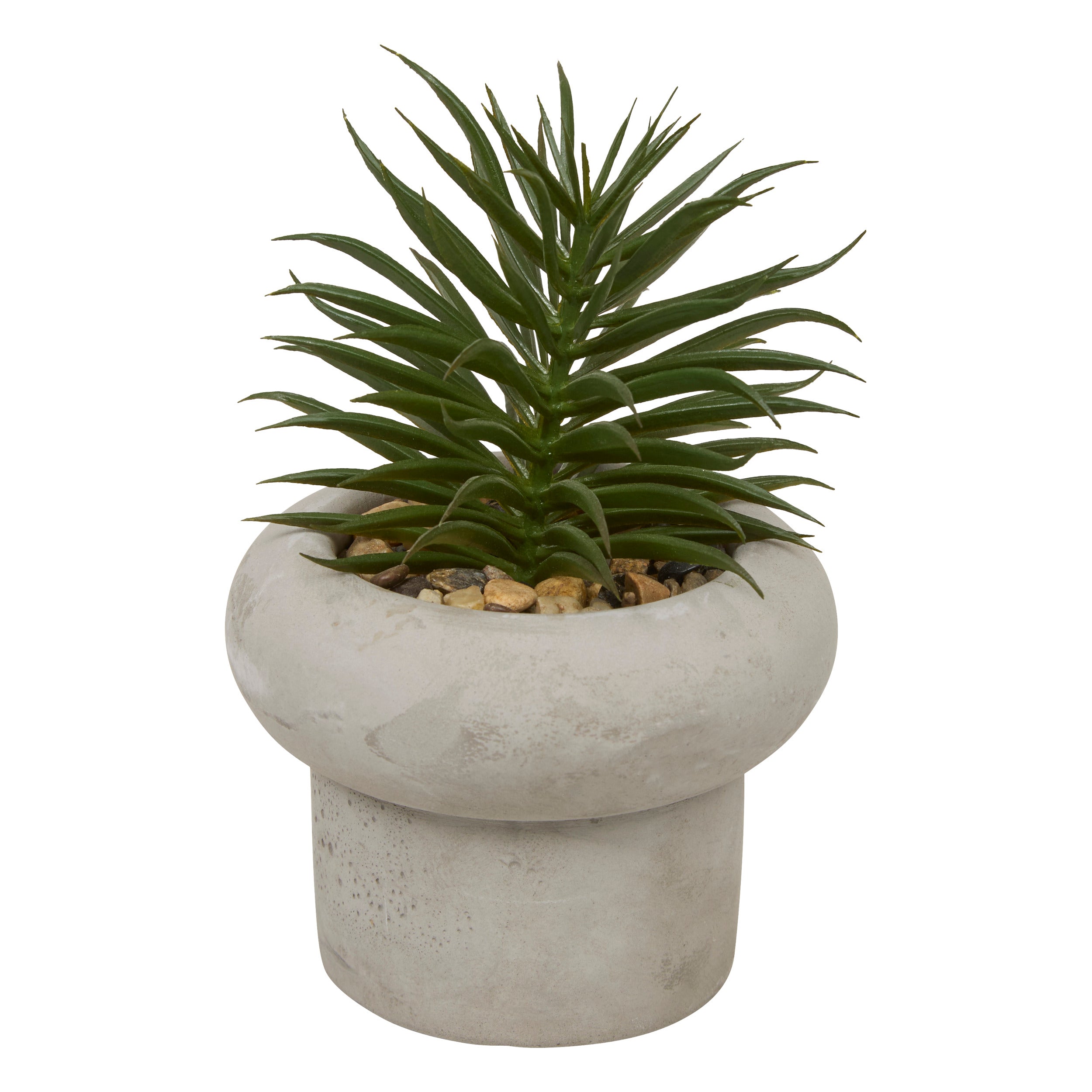 Floare decorativa, suculenta ghiveci cem stefi H15 cm cutie - Atmosphera