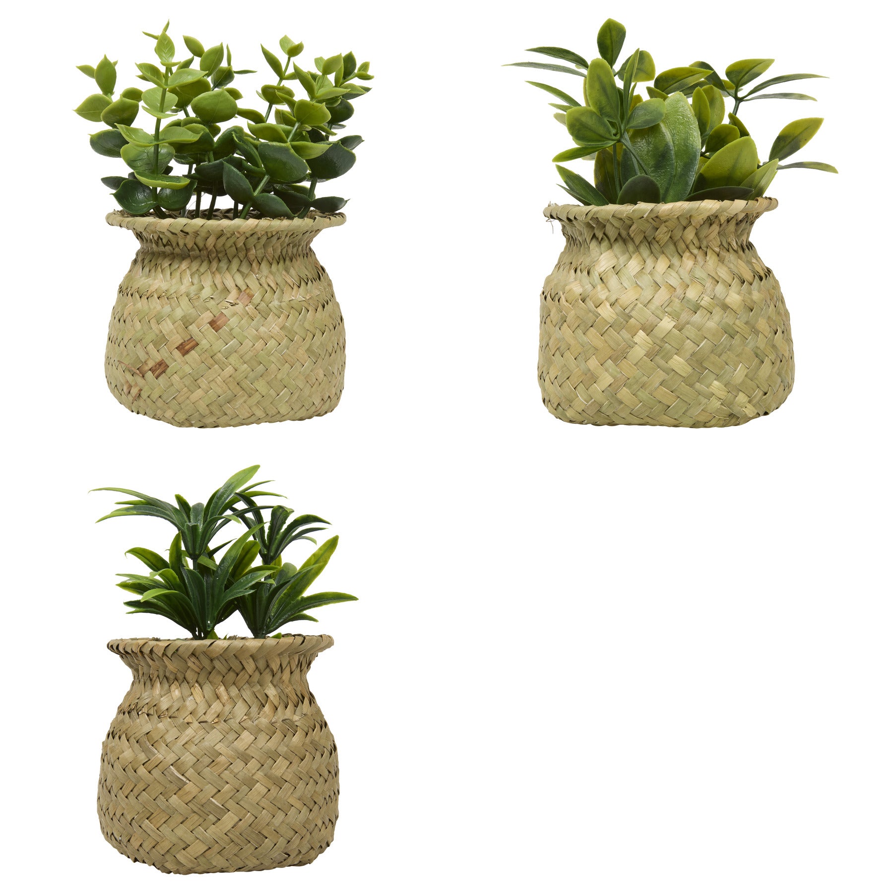 Floare decorativa, planta cu ghiveci natur jil H18box - Atmosphera