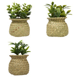 Floare decorativa, planta cu ghiveci natur jil H18box - Atmosphera