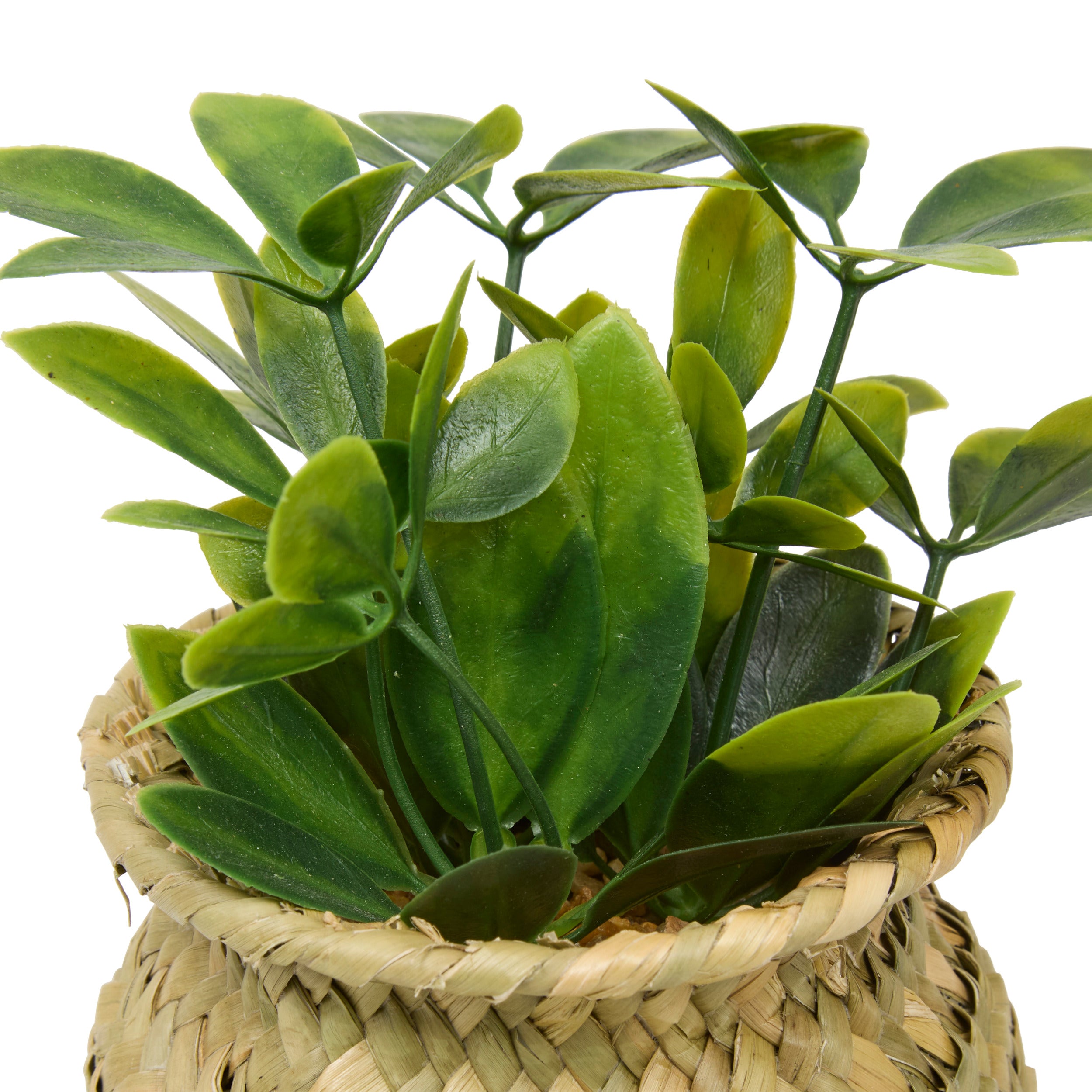 Floare decorativa, planta cu ghiveci natur jil H18box - Atmosphera