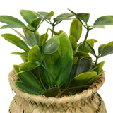 Floare decorativa, planta cu ghiveci natur jil H18box - Atmosphera