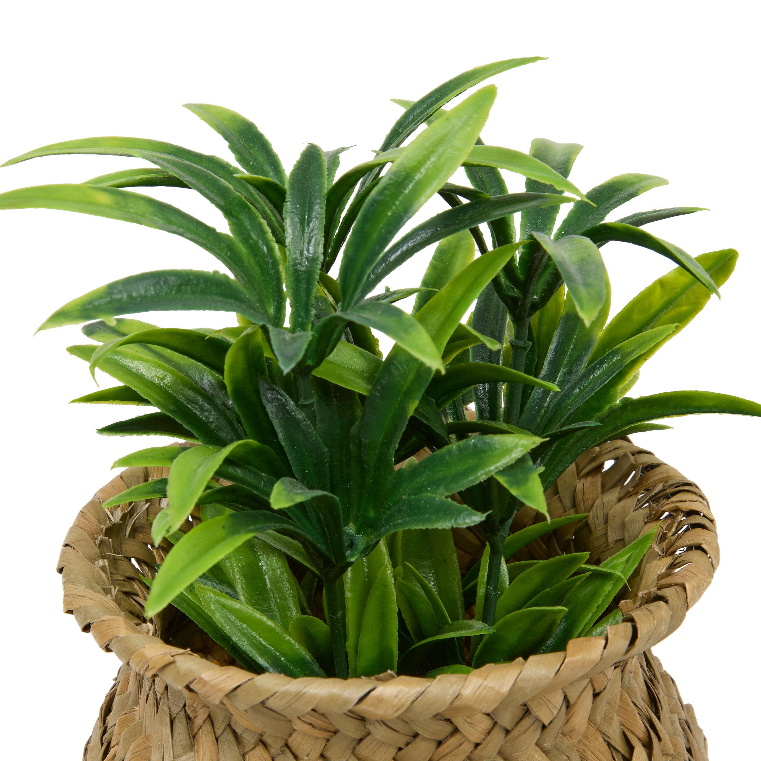 Floare decorativa, planta cu ghiveci natur jil H18box - Atmosphera