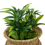 Floare decorativa, planta cu ghiveci natur jil H18box - Atmosphera