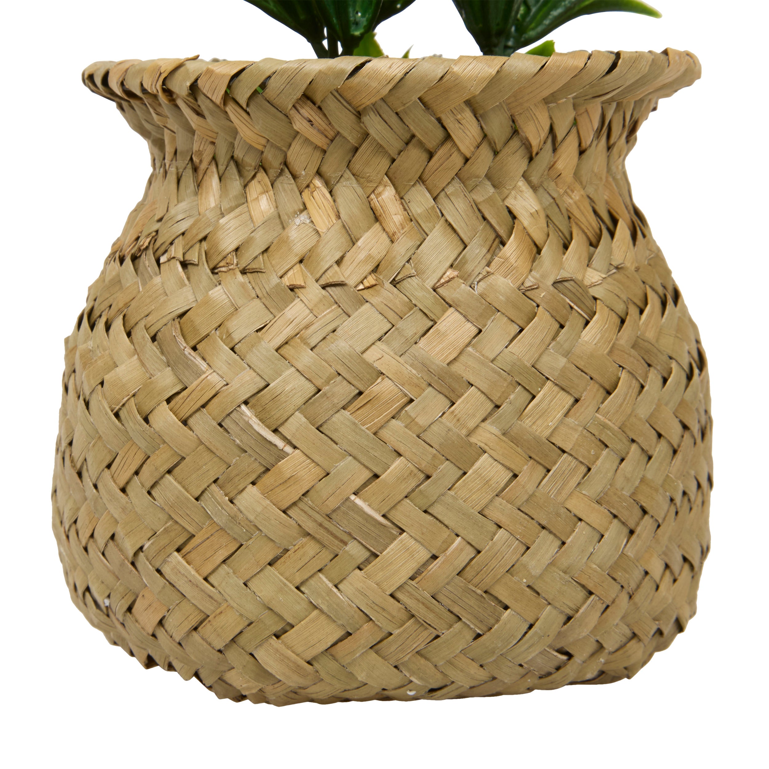 Floare decorativa, planta cu ghiveci natur jil H18box - Atmosphera