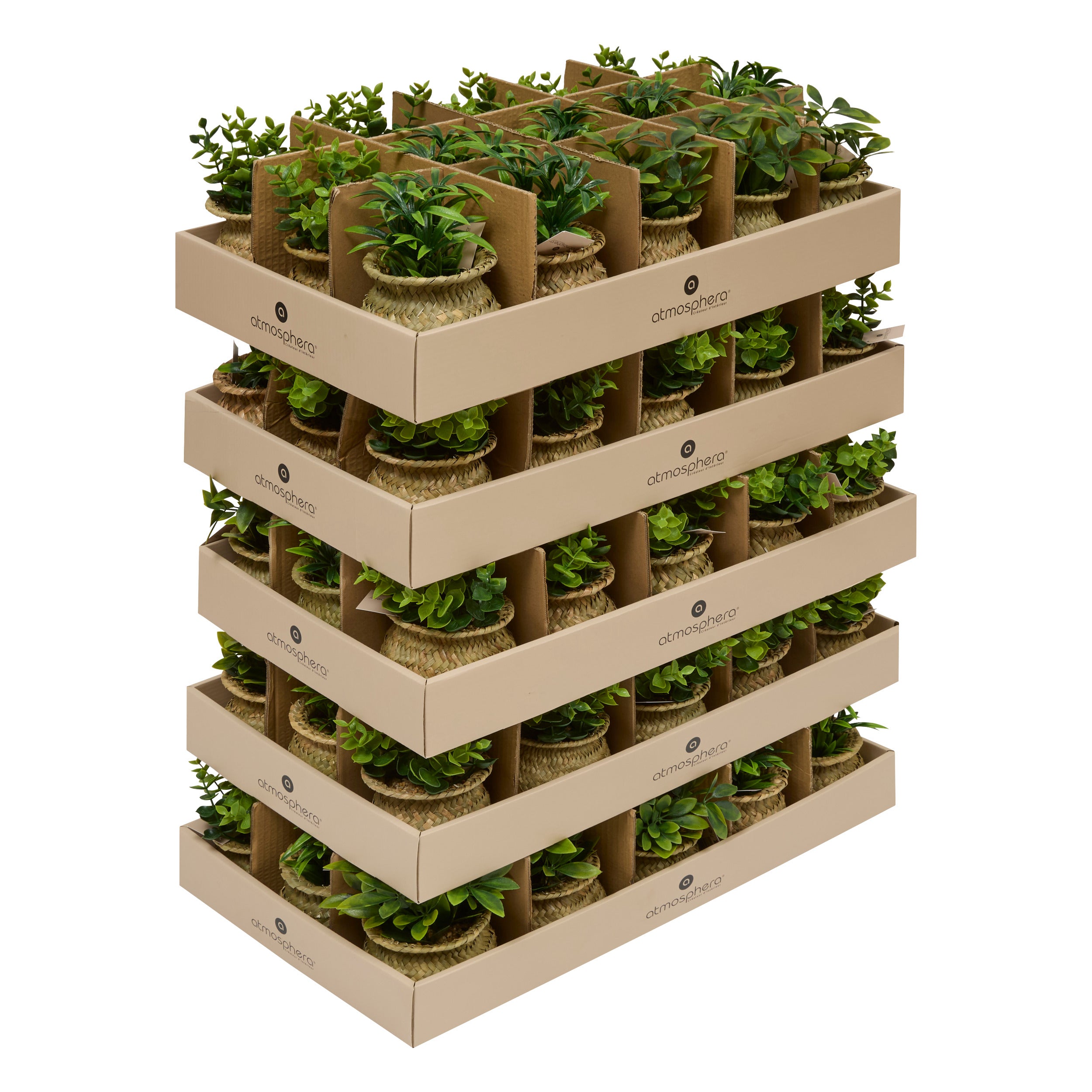 Floare decorativa, planta cu ghiveci natur jil H18box - Atmosphera